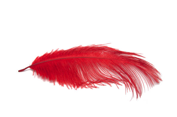 istock Colorful feather isolated on the white 1333379746