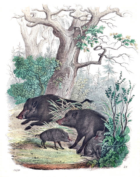 bildbanksillustrationer, clip art samt tecknat material och ikoner med wild boars family in the forest - wild boar