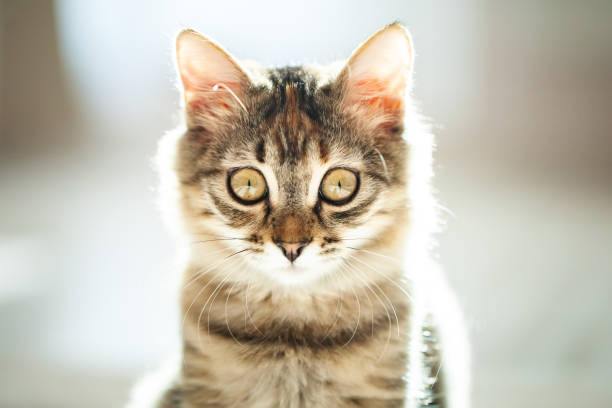 istock A cute striped kitten is sitting in the room. Selective focus. 1333380939