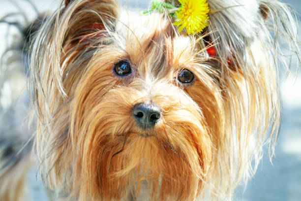 istock Yorkshire terrier puppy with dandelion walking in the park. 1333381055