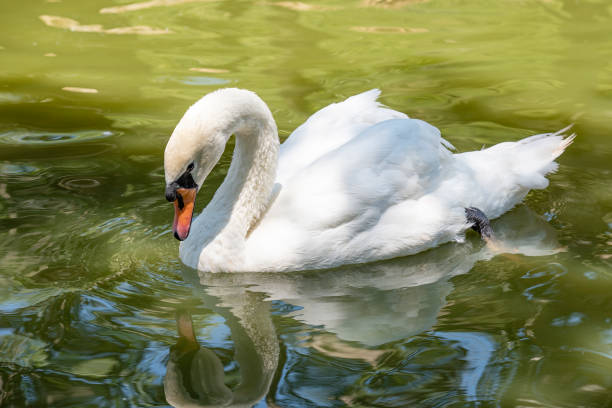istock a white swan swims on a lake 1333381107