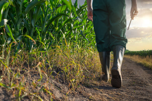 istock Caucasian maize worker walks along corn field with tablet computer in his hand sunset time 1333382192