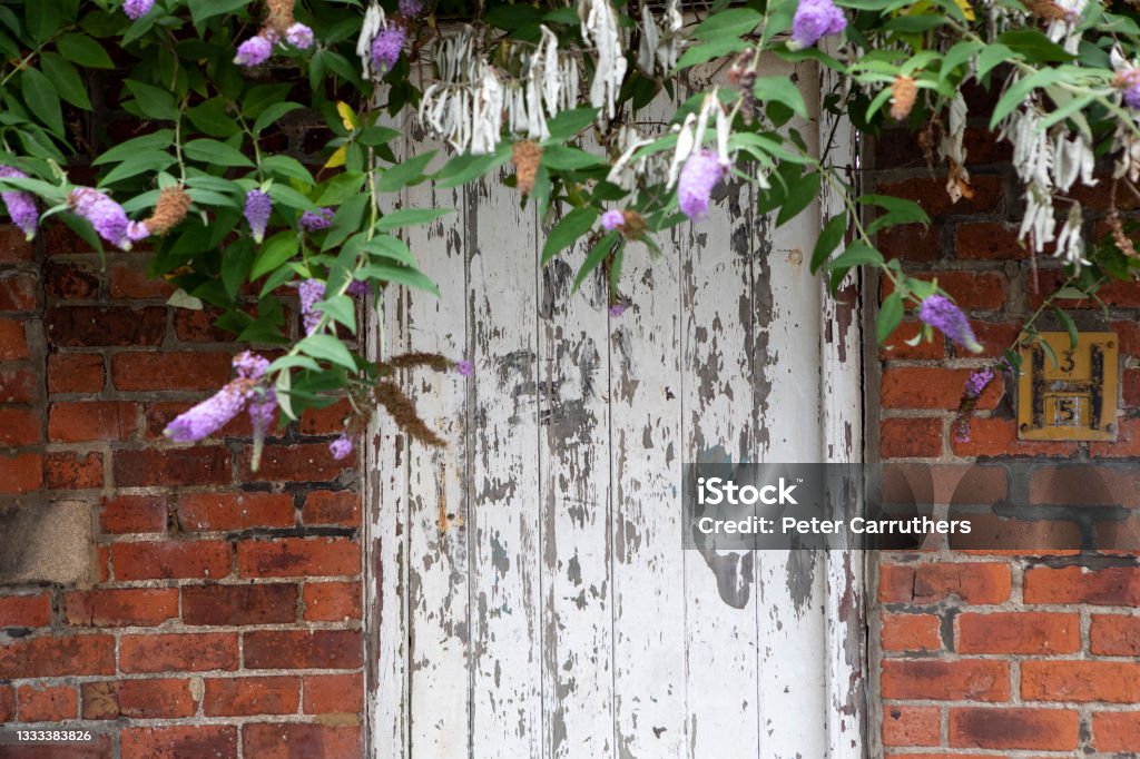Pain peeling off a weathered door with an over-hanging Buddleja Door to a back yard Brick Wall Stock Photo