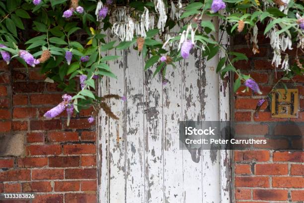 Pain Peeling Off A Weathered Door With An Overhanging Buddleja Stock Photo - Download Image Now