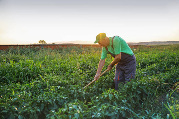 istock Senior working on a farm stock photo 1333384202