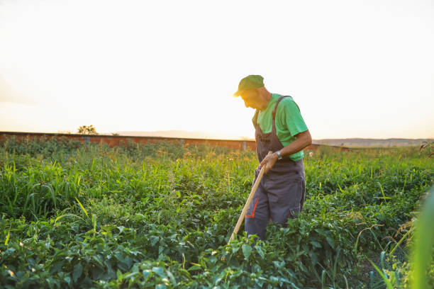 istock Senior working on a farm stock photo 1333384233