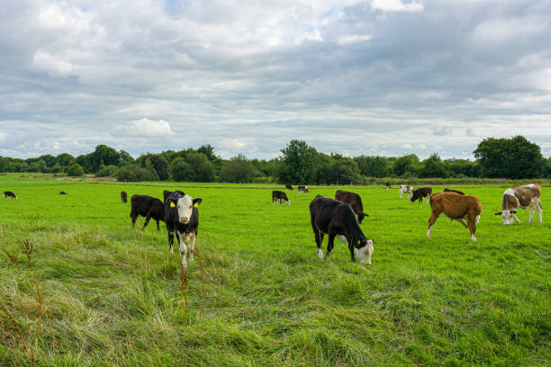 istock Young cows grazing in an green field 1333384245