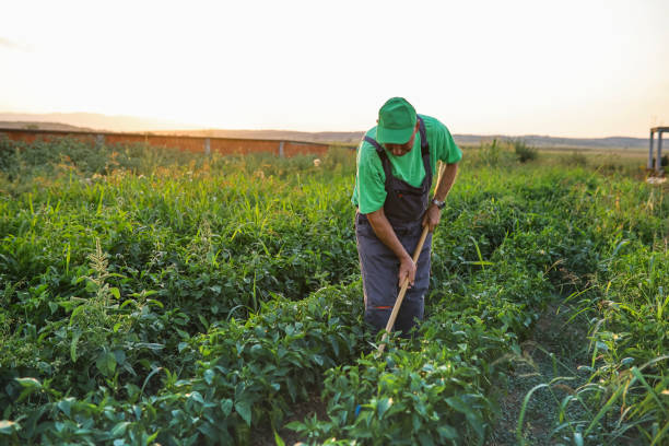 istock Senior working on a farm stock photo 1333384305
