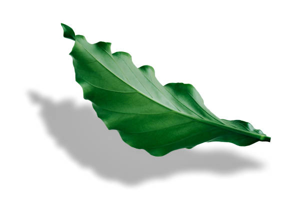 Bright green tropical leaves lay on a white background with black shadows.
