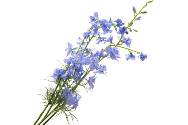 istock perennial delphinium flowers isolated 1333385541