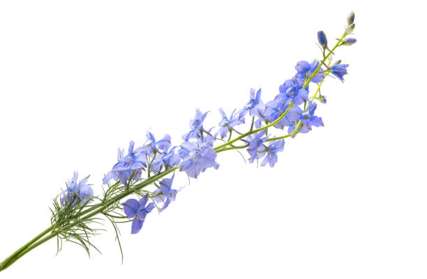 istock perennial delphinium flowers isolated 1333385557