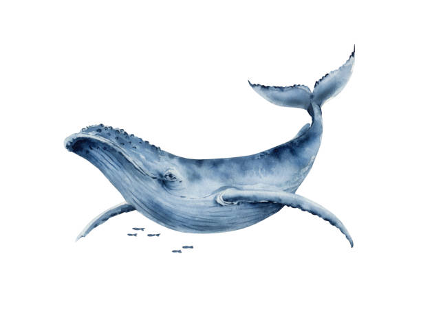 istock watercolor illustration of a big blue whale. hand painted on a white background. 1333385590