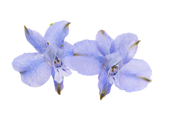 istock perennial delphinium flowers isolated 1333385592
