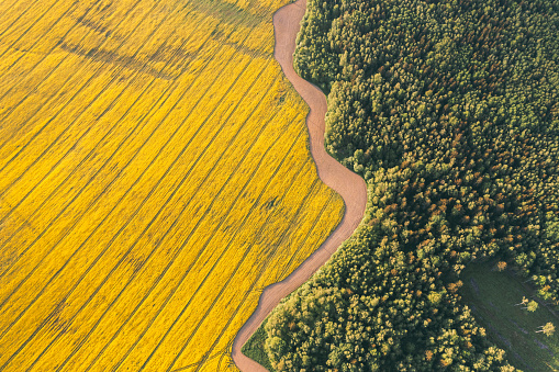 Aerial drone top view of yellow blooming field of rapeseed with lines from tractor tracks and green forest on sunny spring or summer day. Nature background, landscape photography. Belarus