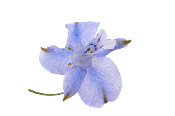 perennial delphinium flowers isolated on white background