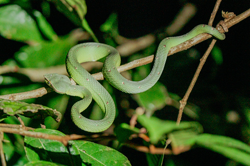 Green snake (Green pit viper bites) in the bush