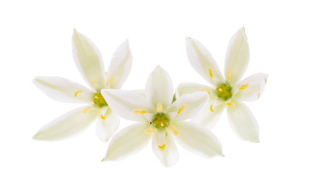istock ornithogalum flower Isolated 1333386988