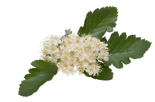 rowan flowers isolated on white background