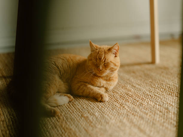 istock Cute ginger cat at home indoors resting 1333387288