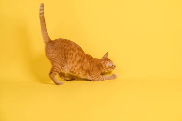 istock Cute orange cat playing on bright yellow background. 1333388202