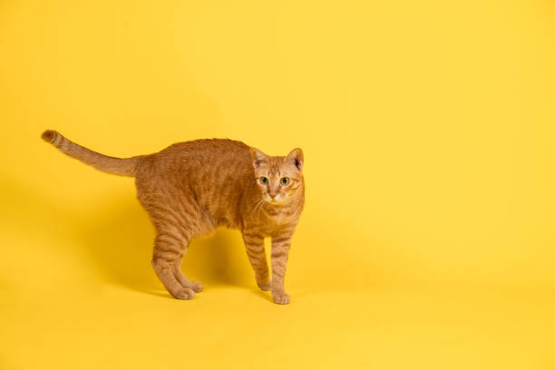 istock Red cat is standing with a scared look. Shooting in studio. 1333388213