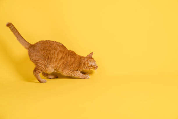 istock Crouching red cat on isolated background, side view, full length. 1333388226