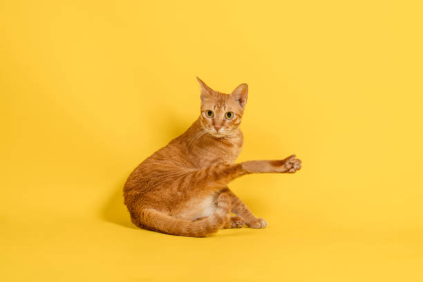 istock Orange Striped cat cleaning itself in strange position. 1333388232