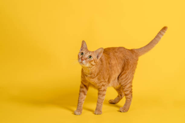 istock Cute thai cat standing in front of yellow background. 1333388239