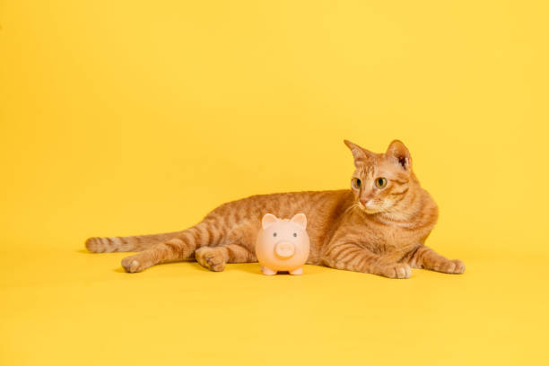 istock Cat sleeping on yellow background with piggy bank. 1333388450