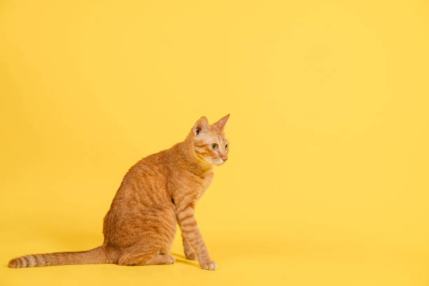 istock Cute red cat sitting and looking at something, studio photo. 1333388477