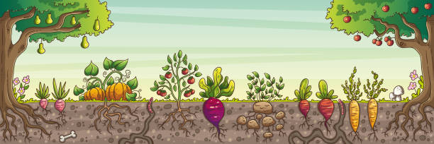 야채와 과일 - pumpkin vegetable flower vegetable garden stock illustrations