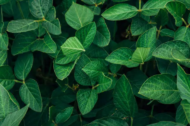 Photo of macro photo of green juicy soybean leaves in summer field