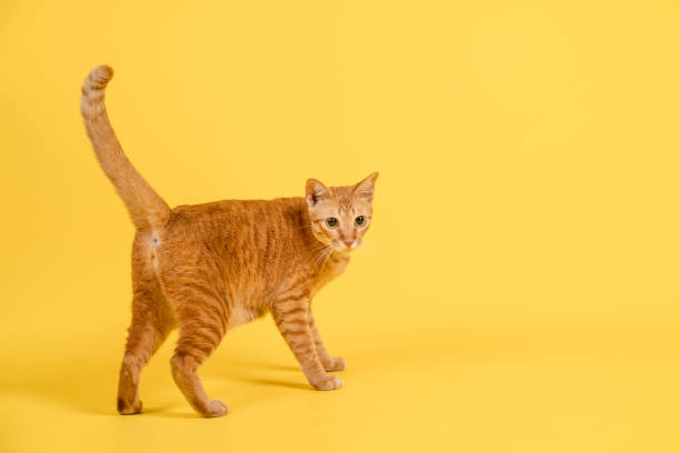 istock Rear view of a red cat .It's standing and looking back against yellow background. 1333388526