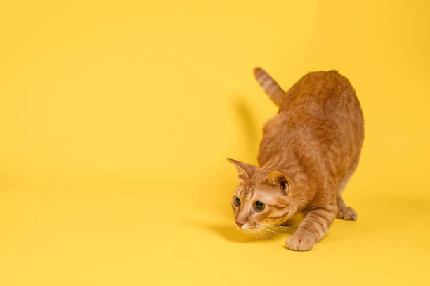 Orange Thai cat is crouching and looking at something. The cat is crouching when it sees its prey.