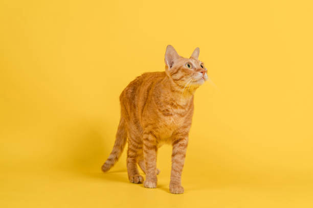 istock Red cat standing on the background, it looks up top. 1333388543
