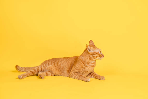 istock Shocked orange Thai cat. Cat lying sideways on background. Shocked cat. 1333388556