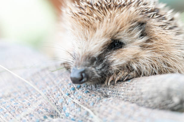 istock cute little wild prickly hedgehog sits on a man's gloved hand. the animal's muzzle, eyes and nose zoomed in close up. rescue and care of animals, environment protection. rustic and nature concept 1333390765