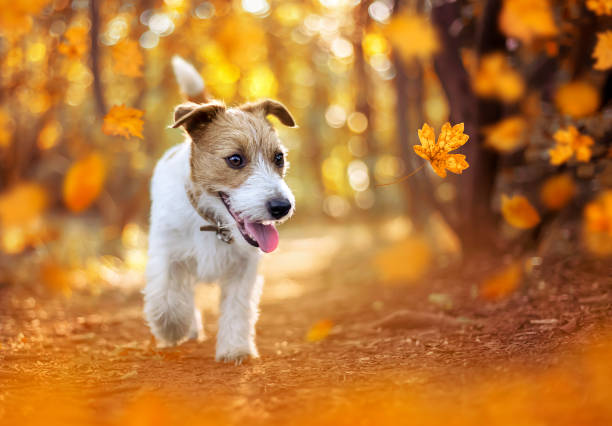 森の中を歩く幸せなペットの犬の子犬、秋のコンセプト - golden autumn season forest ストックフォトと画像