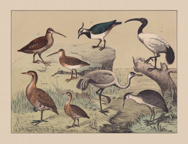 Wading birds (Ciconiiformes), hand-colored chromolithograph, published in 1882 Wading birds (Ciconiiformes): a) Black-crowned night heron (Nycticorax nycticorax); b) Little bittern (Ixobrychus minutus); c) Eurasian bittern (Botaurus stellaris); d) Common crane (Grus grus); e) African sacred ibis (Threskiornis aethiopicus); f) Eurasian woodcock (Scolopax rusticola); g) Common snipe (Gallinago gallinago); h) Northern lapwing (Vanellus vanellus). Hand-colored chromolithograph, published in 1882. common snipe stock illustrations