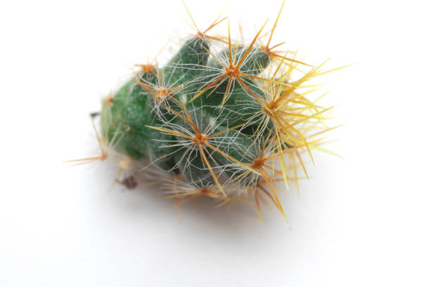 istock close-up of cactus on a white background 1333390884