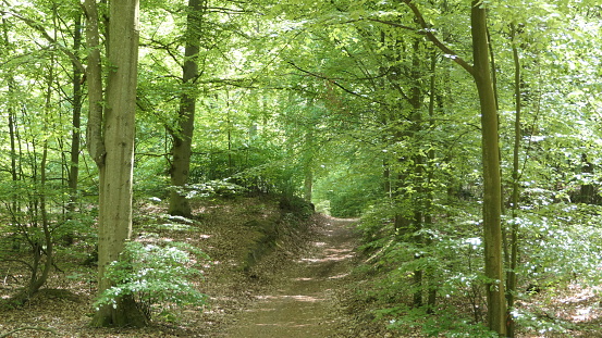 green trees and path