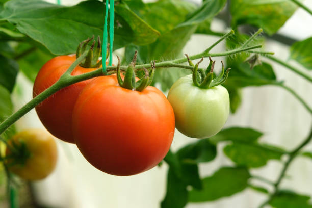 istock Red tomatoes on a branch in a greenhouse. 1333391832