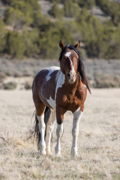 istock Wild Horse Stallion in Utah 1333392025