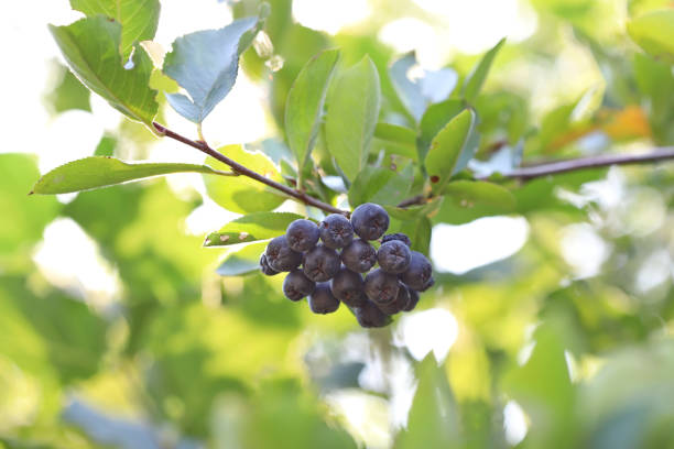 Aronia melanocarpa, black chokeberry in garden