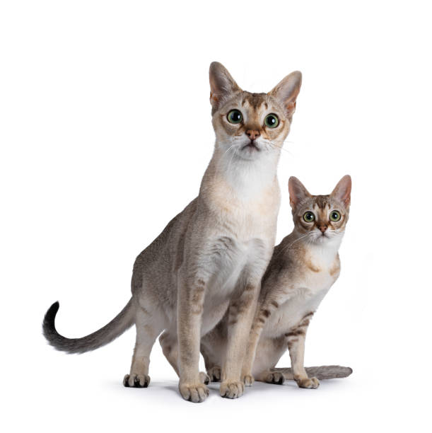 deux chats singapura sur fond blanc - agouti animal photos et images de collection