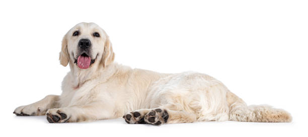 adult golden retreiver on white background - dog golden retriever lying down isolated imagens e fotografias de stock