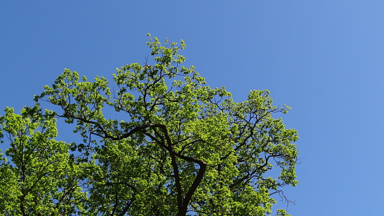 green trees and the sky