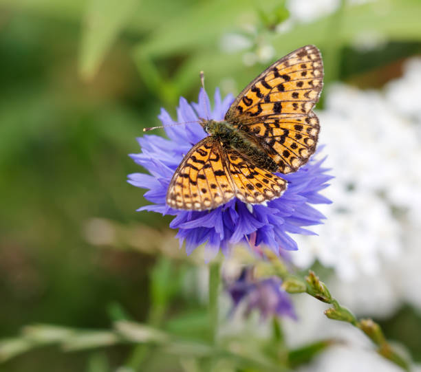 silver-bordered fritillary butterfly (boloria selene) - bordered imagens e fotografias de stock