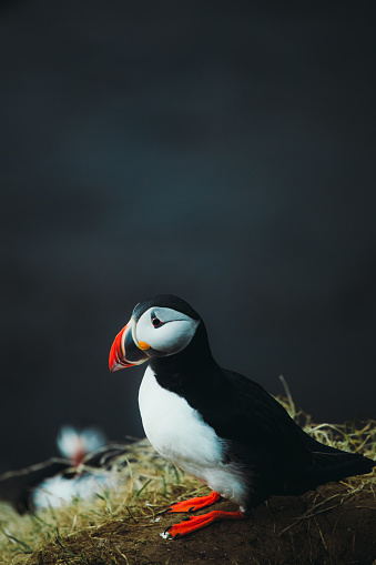 Portrait of a cute Puffin bird on the cliff at the east Fjords of Iceland