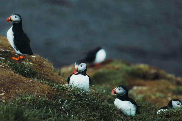 istock Beautiful Puffin bird during Midnight Sun in Iceland 1333397457